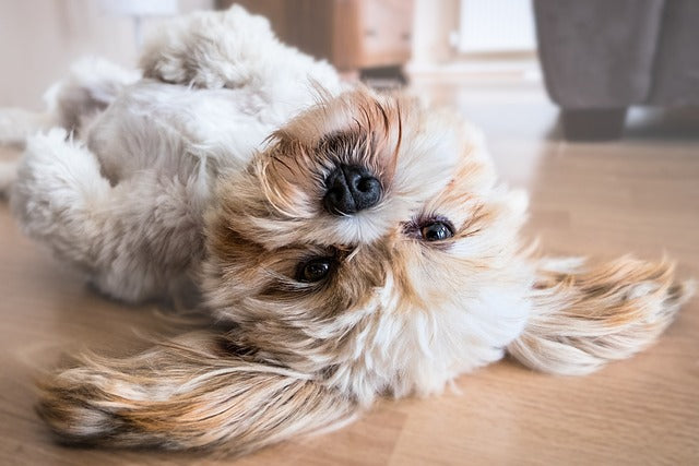 Unlocking the Secrets of Your Dog's Microbiome
