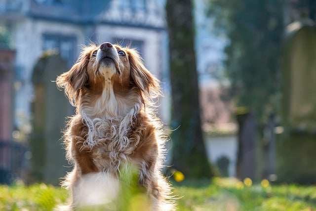 Skin & Coat: The Mirror of a Dog's Health!