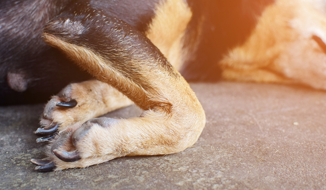 Understanding Your Dog's Joint Health: The Complete Guide to Canine Osteoarthritis