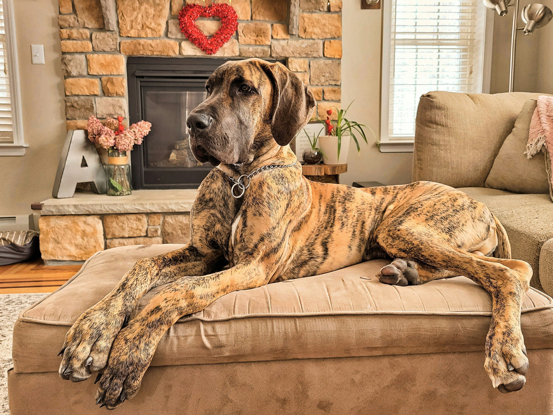 5 Warning Signs that indicate Your Dog Needs a Joint Supplement Now!