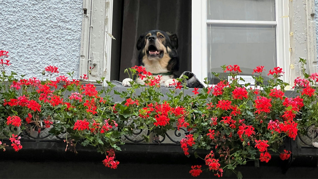 Smart tips on how to Set Up a Dog-Friendly Apartment in India