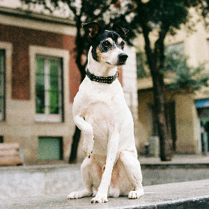 Understanding Your Dog's Joint Health