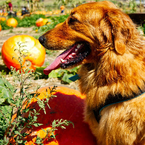 Understanding Your Dog's Gut