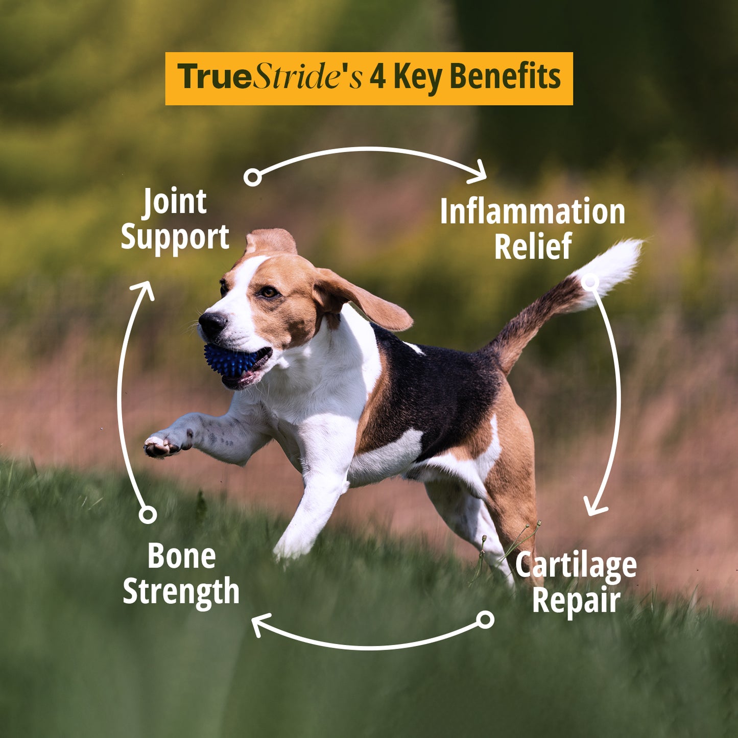 Hip & Joint Supplement For Dogs 200g