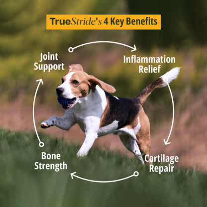 Hip & Joint Supplement For Dogs 200g