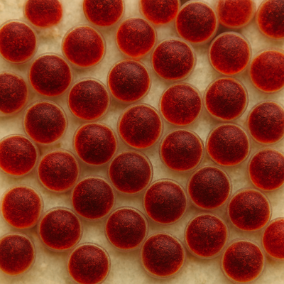 Astaxanthin