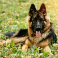 Ansh